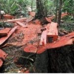 LSM Abjad Minta Hakim Hukum Maksimal Goergy Cheremisi dan Oknum TNI Polri