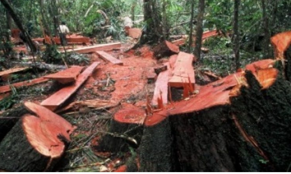 LSM Abjad Minta Hakim Hukum Maksimal Goergy Cheremisi dan Oknum TNI Polri