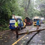 Alami kemacetan Hampir 2 Jam Akibat Pohon Tumbang Jalur Pesbar Lambar Kembali Normal