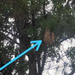 Sarang Tawon Vespa Dipinggir Jalan Nasional Lintas Liwa Membahayakan Warga Berharap Satpol PP Segera Ambil Tindakan 👇👇👇