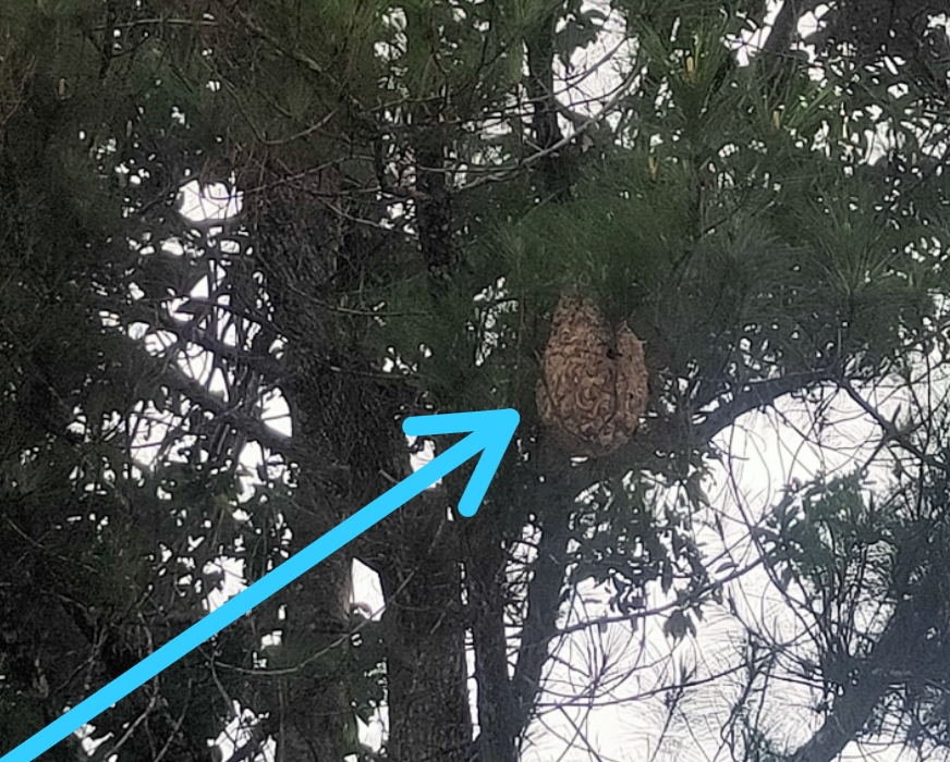 Sarang Tawon Vespa Dipinggir Jalan Nasional Lintas Liwa Membahayakan Warga Berharap Satpol PP Segera Ambil Tindakan 👇👇👇