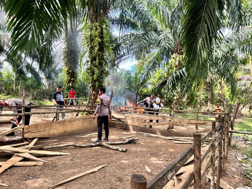 Polres Kaur Polda Bengkulu ” Bongkar Lokasi Perjudian Sabung Ayam Di Desa Pelajaran I Kecamatan Tanjung Kemuning
