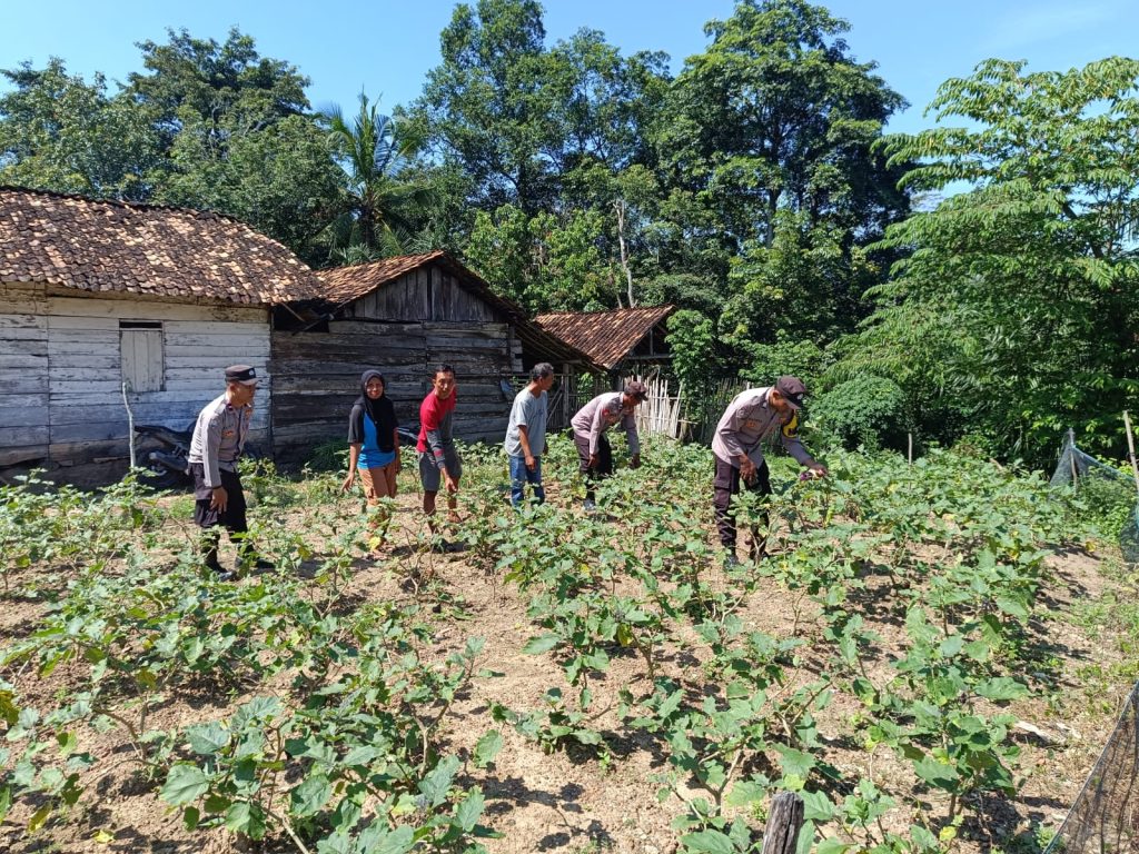 Dukung Program Astacita Presiden, Polsek Negeri Besar Memanfaatkan Lahan Tanam Sayur