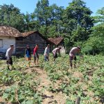Dukung Program Astacita Presiden, Polsek Negeri Besar Memanfaatkan Lahan Tanam Sayur