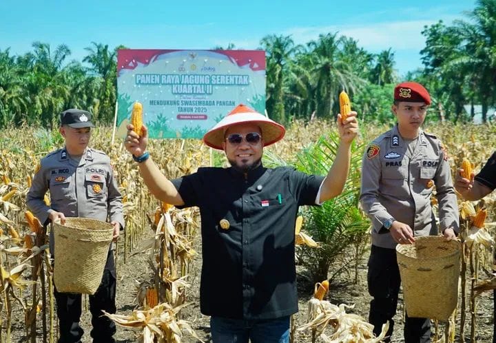 Gubernur Bengkulu, H Helmi Hasan .SE Memperkuat Ketahanan Pangan Nasional Laksanakan Panen Raya Jagung Serentak.