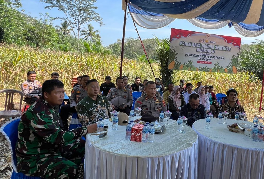 Dukung Ketahanan Pangan, Kapolres dan Polsek Jajaran Panen Jagung Serentak Kuartal 2 di Way Kanan