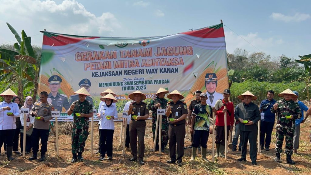 Kejaksaan Negeri Way Kanan Galakkan Gerakan Tanam Jagung Petani Mitra Adhyaksa Bersama Kepala Kejaksaan Tinggi Lampung