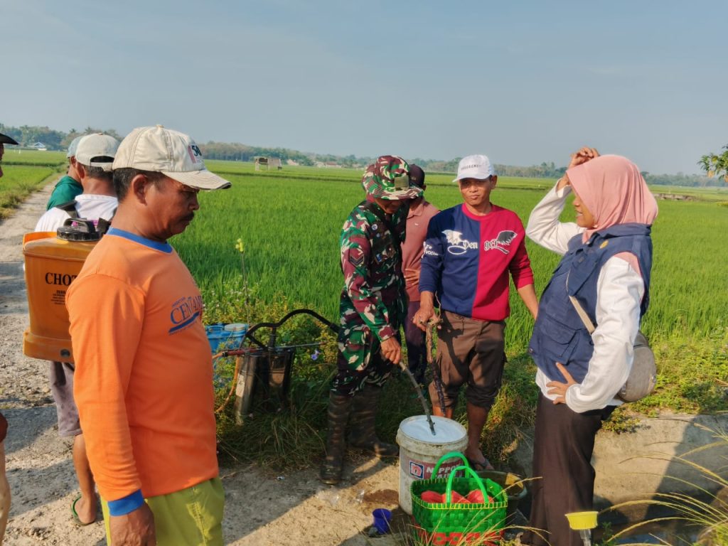 Babinsa, Korluh, PPL, dan Gapoktan Bergerak Cepat Laksanakan Gardal Wereng di Kampung Suka Agung