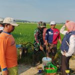 Babinsa, Korluh, PPL, dan Gapoktan Bergerak Cepat Laksanakan Gardal Wereng di Kampung Suka Agung