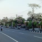 Lorong Tabebuya, Jalan Mayjend Bambang Soegeng Magelang Disulap Jadi Taman Bunga Musiman”
