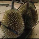 Candimulyo Magelang, Surga Durian Terbaik di Jawa Tengah