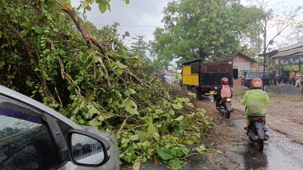 Polisi Evakuasi Pohon Jati Tumbang di Jalinsum Kampung Gedung Pakuon