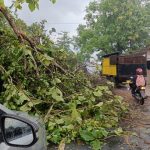 Polisi Evakuasi Pohon Jati Tumbang di Jalinsum Kampung Gedung Pakuon