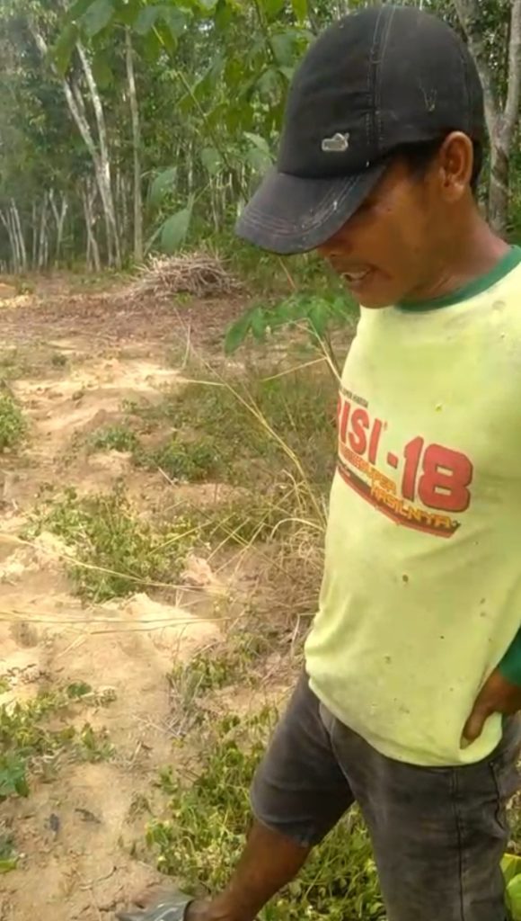 Masyarakat Takut, Ada Jejak Kaki Harimau di Kecamatan Way Tuba Way Kanan Dinas Terkait Diminta Turun Kelapangan