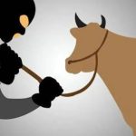 Aksi Pencurian Dua Ekor Sapi di Nogosari Terekam CCTV, Kades Imbau Warga Tingkatkan Siskamling