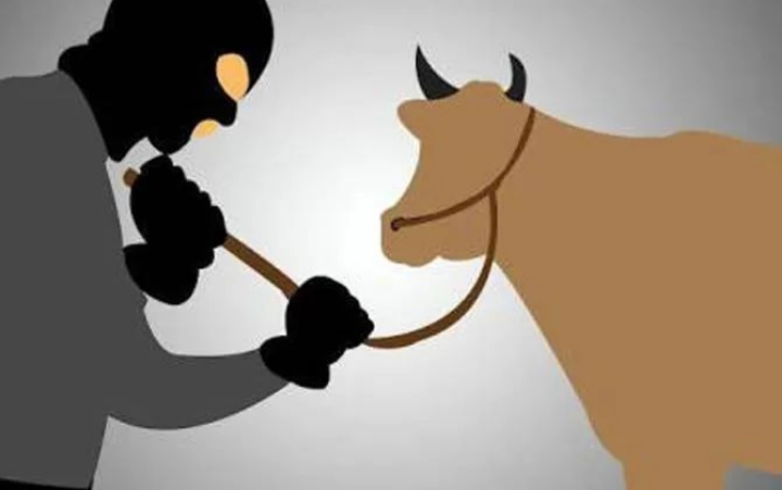 Aksi Pencurian Dua Ekor Sapi di Nogosari Terekam CCTV, Kades Imbau Warga Tingkatkan Siskamling