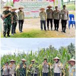 Kapolres Pesisir Barat Pimpin Langsung Panen Raya Jagung Serentak Kuartal IV Tahun 2025