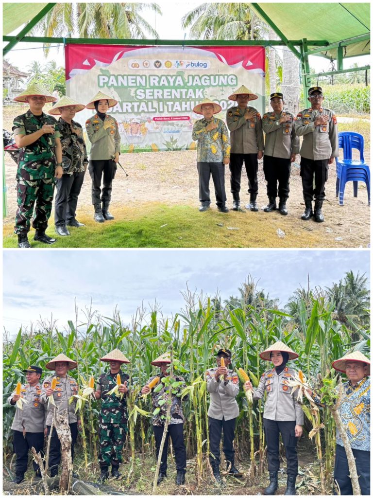 Kapolres Pesisir Barat Pimpin Langsung Panen Raya Jagung Serentak Kuartal IV Tahun 2025