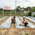 Dukung Ketahanan Pangan dan Program MBG, Polres Way Kanan Manfaatkan Lahan Tanam Sayur