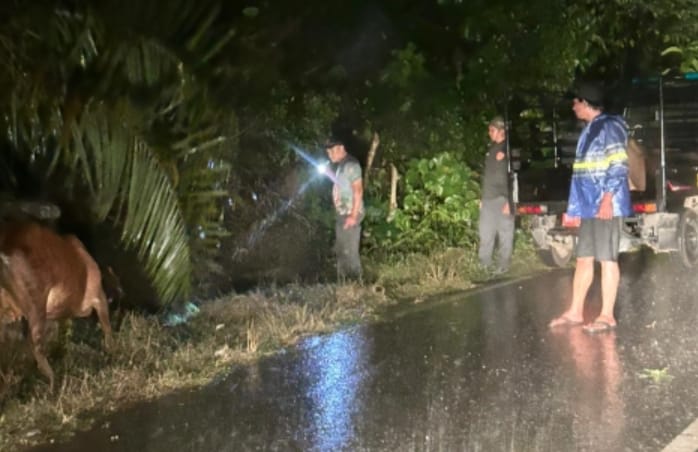 Satuan Polisi Pamong Praja Kabupaten Kaur Respon Cepat Laporan Warga Datar Lebar