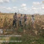 Swasembada Pangan di Negara Batin, Polisi dan Warga Panen Jagung Serentak Kuartal I