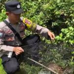 Bhabinkamtibmas Lepasliarkan Kucing Hutan Usai Masuk ke Pemukiman Warga di Banjit