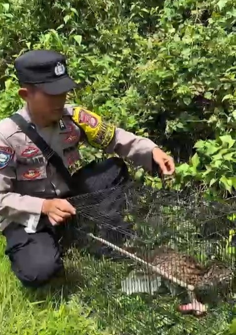 Bhabinkamtibmas Lepasliarkan Kucing Hutan Usai Masuk ke Pemukiman Warga di Banjit