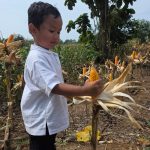 Ada Yang Berbeda Di Panen Raya Indramayu