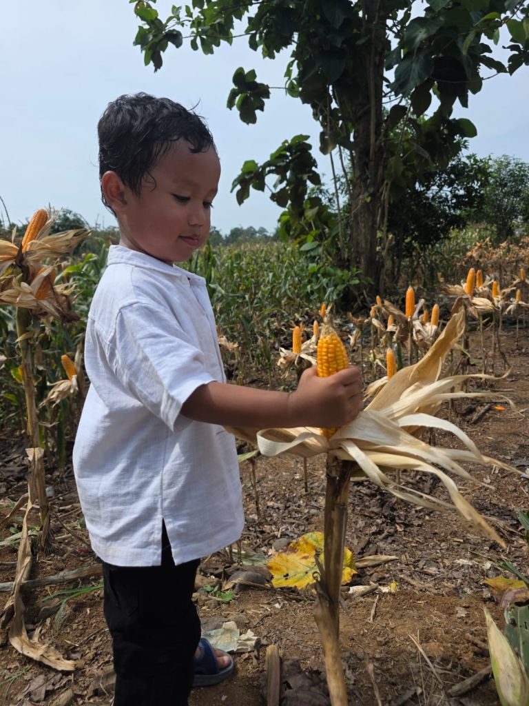 Ada Yang Berbeda Di Panen Raya Indramayu