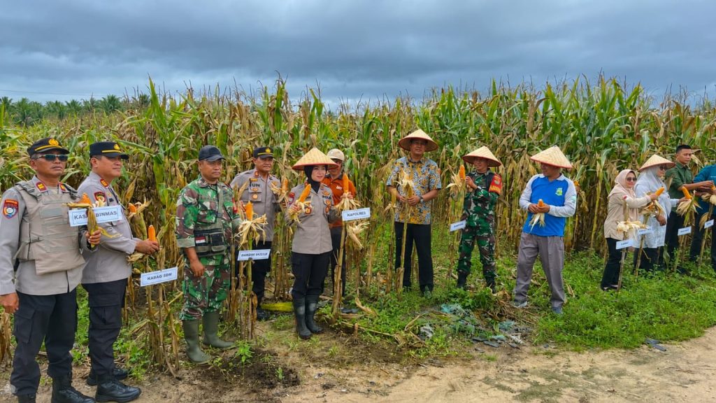 KAPOLRES PESISIR BARAT PIMPIN PANEN RAYA JAGUNG SERENTAK