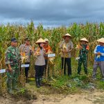 KAPOLRES PESISIR BARAT PIMPIN PANEN RAYA JAGUNG SERENTAK