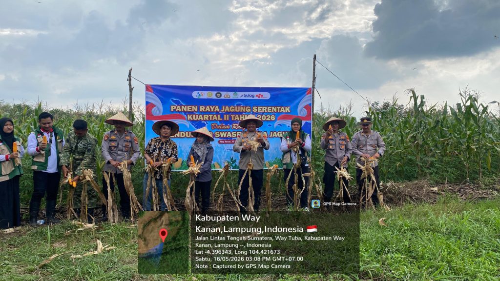 Kapolres Hadiri Panen Raya Jagung di Way Tuba, Dukung Ketahanan Pangan Nasional