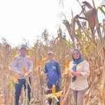 Dukung Program Ketahanan Pangan Nasional, Polsek Negara Batin Gelar Panen Jagung Bersama Kelompok Tani