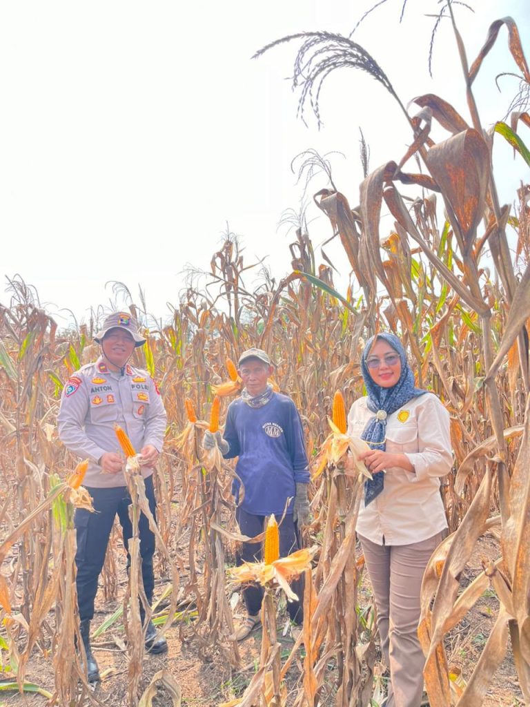 Dukung Program Ketahanan Pangan Nasional, Polsek Negara Batin Gelar Panen Jagung Bersama Kelompok Tani
