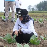 Bupati Ela Siti Nuryamah Tinjau Tanaman Petani Tembakau di Purbolinggo