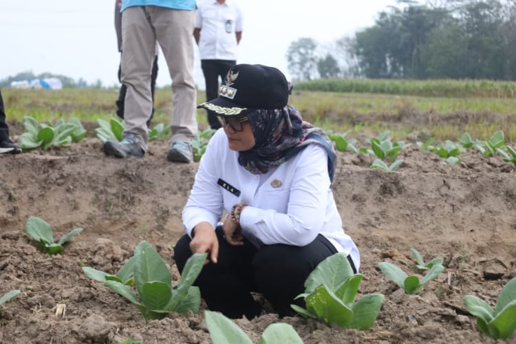Bupati Ela Siti Nuryamah Tinjau Tanaman Petani Tembakau di Purbolinggo