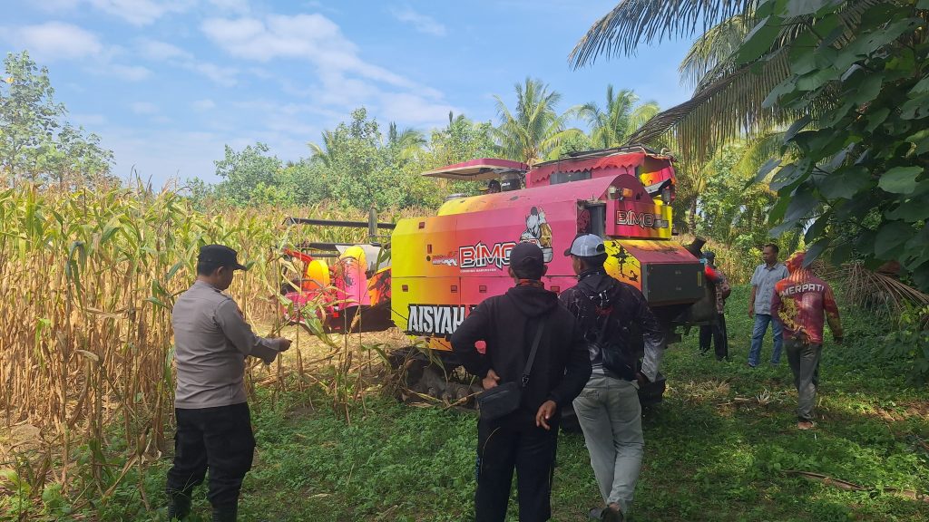 PANEN JAGUNG NASIONAL DI PESISIR SELATAN, POLRES PESISIR BARAT DUKUNG SWASEMBADA PANGAN BERKELANJUTAN