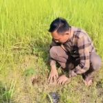Sekretariat DPRD Bersama Jajaran Pemkab Adakan Penanaman Bibit Buah